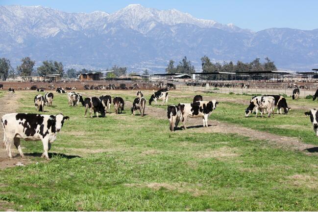 烏蘭察布市農牧局召開奶產業高質量發展座談會暨政銀企對接會